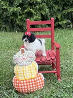 Maddie , a female Miniature Goldendoodle for sale in Boonville, NC – 7 of 10