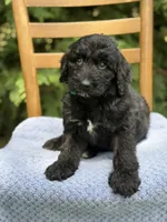 Jett, a male Aussiedoodle and Poodle - Standard  for sale in Boonville, NC – 3 of 3