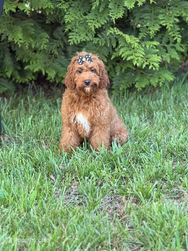 Luna , a female Cockapoo and Miniature Goldendoodle for sale in Boonville, NC – Photo 1 of 2