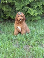 Luna , a female Cockapoo and Miniature Goldendoodle for sale in Boonville, NC – Photo 1 of 2