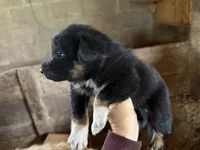 Mini Australian shepherds, a male Miniature American Shepherd for sale in Mondovi, WI – 1 of 3