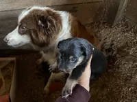 Mini Australian shepherds, a male Miniature American Shepherd for sale in Mondovi, WI – 3 of 3