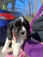 Sebastian , a male Cocker Spaniel for sale in Pembroke, NH – Photo 2 of 3