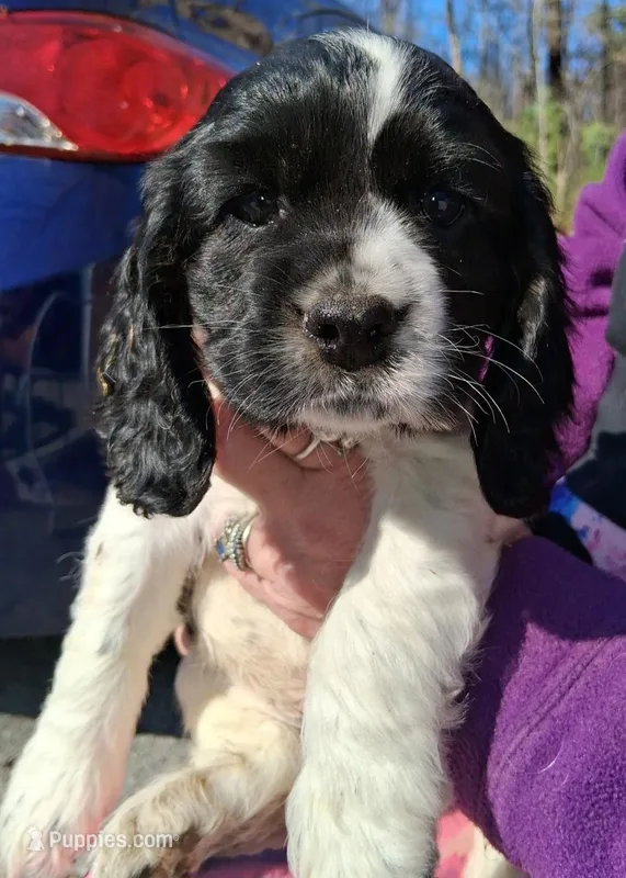 Sebastian  – Cocker Spaniel puppy for sale in Pembroke, NH