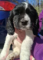 Sebastian , a male Cocker Spaniel for sale in Pembroke, NH – Photo 1 of 3