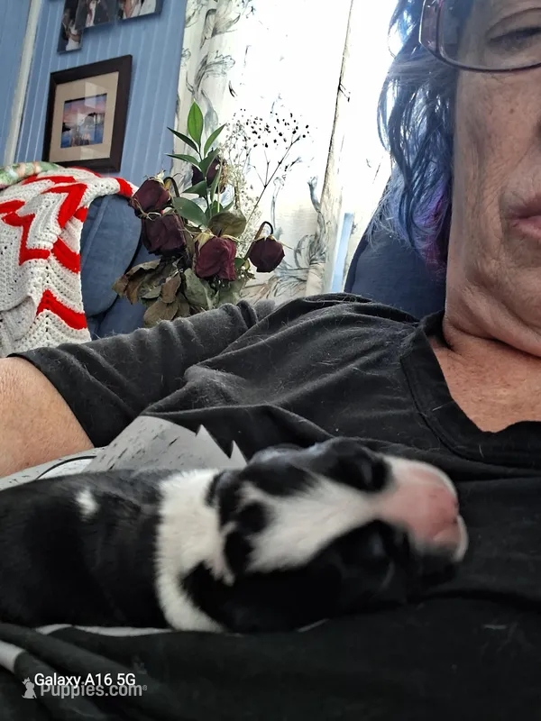 Sabation – Cocker Spaniel puppy for sale in Pembroke, NH