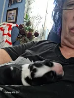 Sebastian , a male Cocker Spaniel for sale in Pembroke, NH – Photo 3 of 3