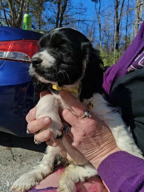 Cookie – Cocker Spaniel puppy for sale in Pembroke, NH