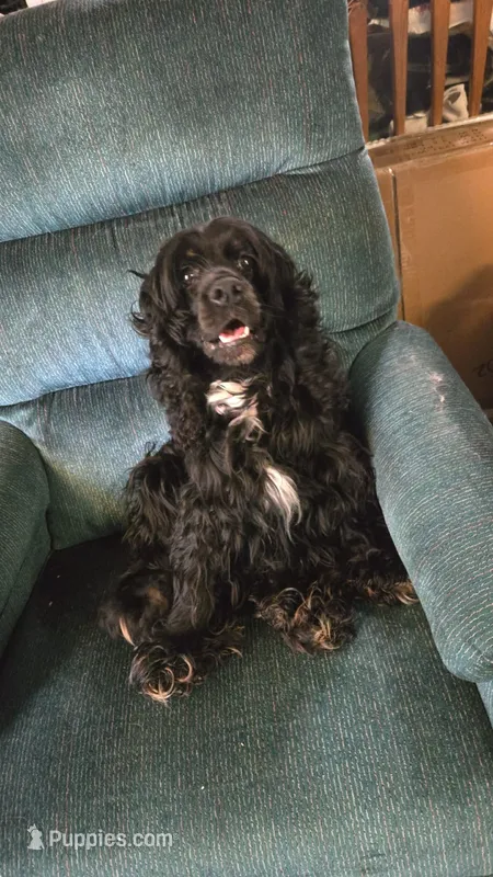Willow – Cocker Spaniel puppy for sale in Pembroke, NH