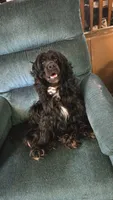 Willow, a female Cocker Spaniel for sale in Pembroke, NH – 1 of 1
