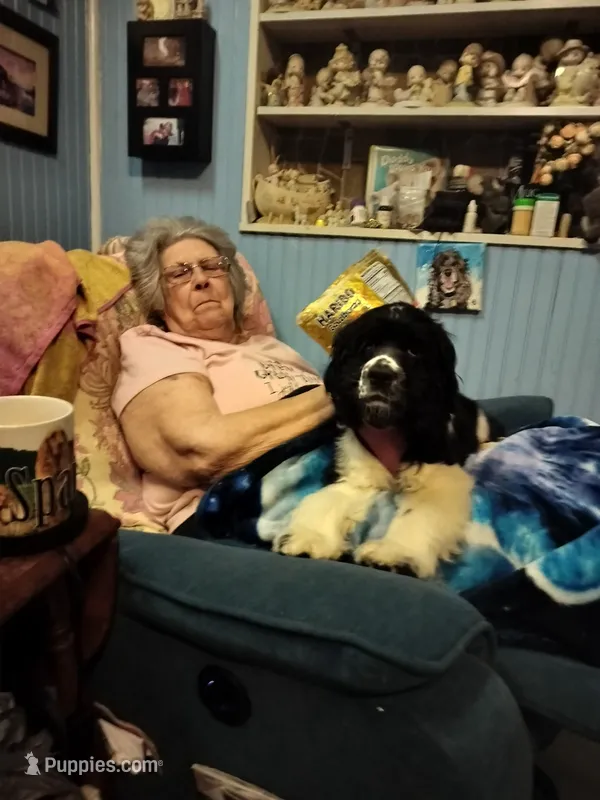 Friskie – Cocker Spaniel puppy for sale in Pembroke, NH