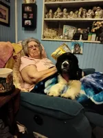 Friskie, a male Cocker Spaniel for sale in Pembroke, NH – 1 of 2