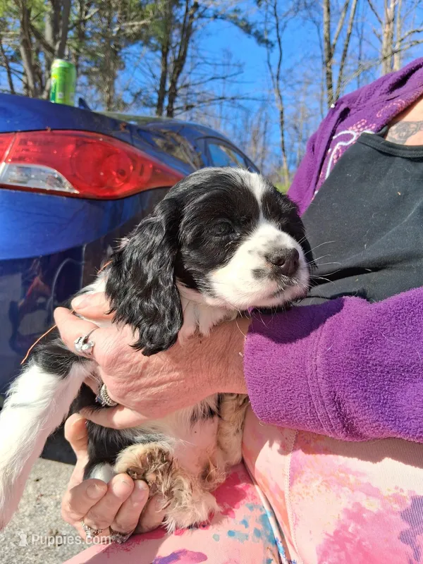 Oreo – Cocker Spaniel puppy for sale in Pembroke, NH