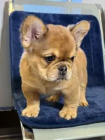 J. R. , a male French Bulldog for sale in Lithonia, GA – 2 of 5