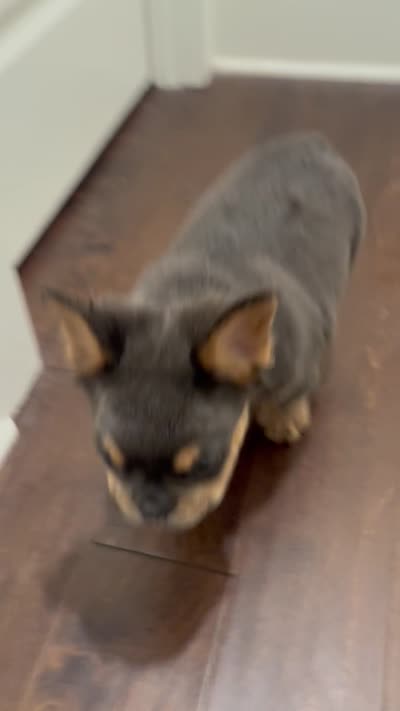 Pink Rose, a female French Bulldog for sale in Lithonia, GA – 4 of 4