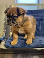 Chocolate Oreo, a female French Bulldog for sale in Lithonia, GA – 3 of 4