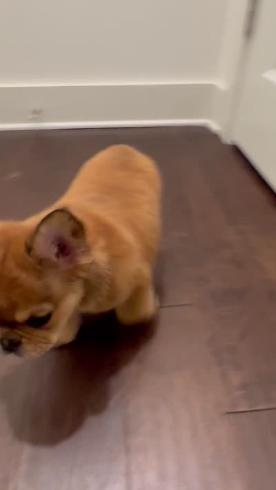 J. R. , a male French Bulldog for sale in Lithonia, GA – 5 of 5