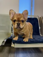 J. R. , a male French Bulldog for sale in Lithonia, GA – 4 of 5