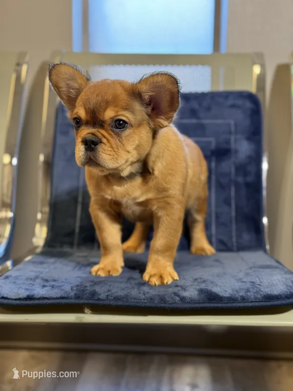 Mr. Brown – French Bulldog puppy for sale in Lithonia, GA