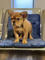 Mr. Brown, a male French Bulldog for sale in Lithonia, GA – 1 of 4