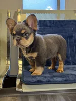 Pink Rose, a female French Bulldog for sale in Lithonia, GA – 2 of 4