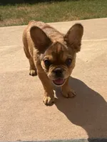 Mr. Brown, a male French Bulldog for sale in Lithonia, GA – 3 of 4