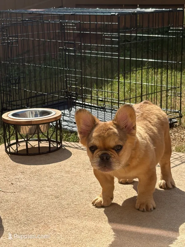 J. R.  – French Bulldog puppy for sale in Lithonia, GA