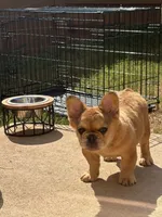 J. R. , a male French Bulldog for sale in Lithonia, GA – 1 of 5