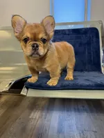 J. R. , a male French Bulldog for sale in Lithonia, GA – 3 of 5