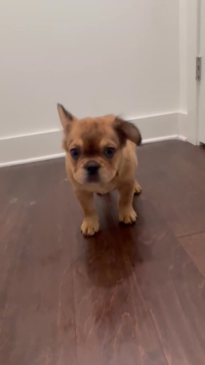 Mr. Brown, a male French Bulldog for sale in Lithonia, GA – 4 of 4
