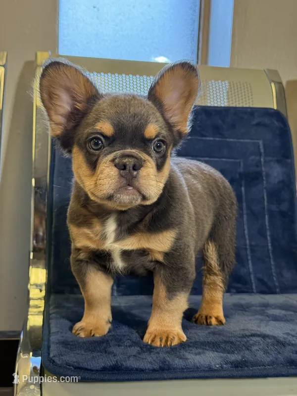 Pink Rose – French Bulldog puppy for sale in Lithonia, GA