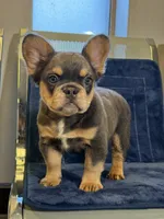 Pink Rose, a female French Bulldog for sale in Lithonia, GA – 1 of 4
