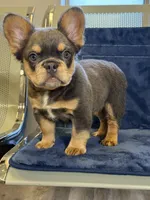 Pink Rose, a female French Bulldog for sale in Lithonia, GA – 3 of 4