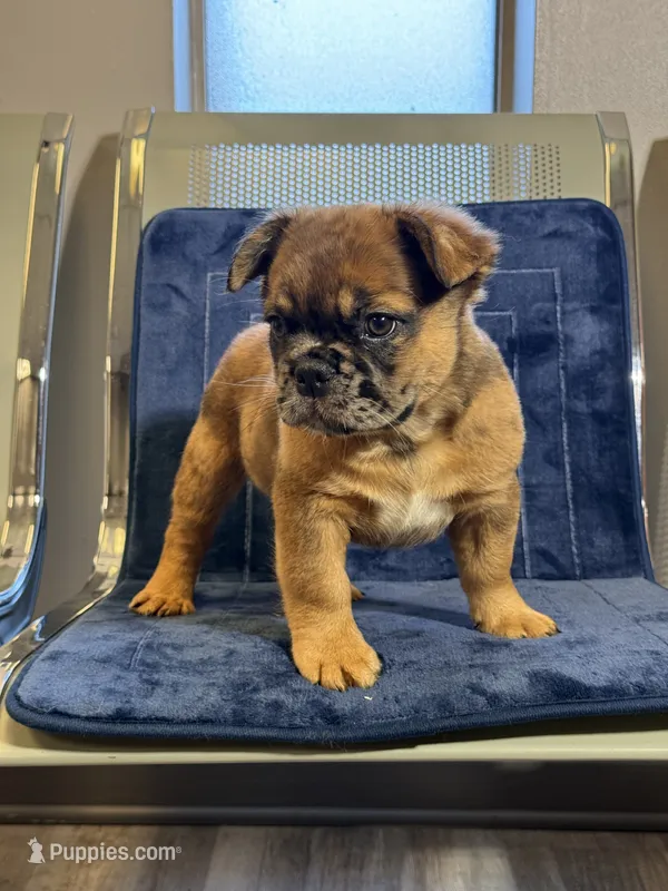 Chocolate Oreo – French Bulldog puppy for sale in Lithonia, GA