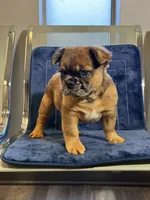 Chocolate Oreo, a female French Bulldog for sale in Lithonia, GA – 1 of 4