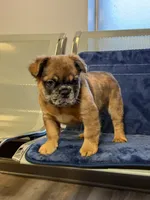 Chocolate Oreo, a female French Bulldog for sale in Lithonia, GA – 2 of 4