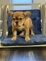 Mr. Brown, a male French Bulldog for sale in Lithonia, GA – 2 of 4