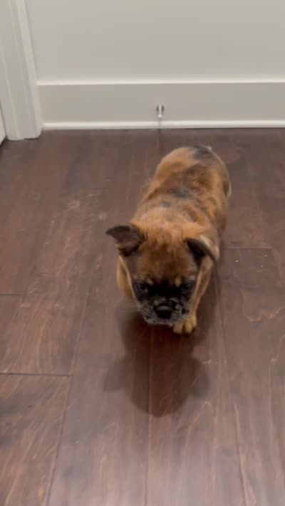 Chocolate Oreo, a female French Bulldog for sale in Lithonia, GA – 4 of 4