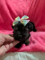 Sadie, a female Morkie for sale in London, KY – 6 of 10