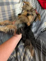 Maggie , a female Yorkshire Terrier for sale in London, KY – 8 of 8
