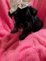 Jelly bean, a female Morkie for sale in London, KY – 5 of 10