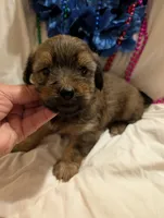 Hershey , a male Morkie for sale in London, KY – 3 of 10