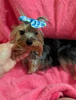 Maggie , a female Yorkshire Terrier for sale in London, KY – 7 of 10