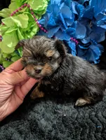Jelly bean, a male Yorkipoo for sale in London, KY – 9 of 9