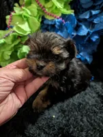 Jelly bean, a male Yorkipoo for sale in London, KY – 6 of 9