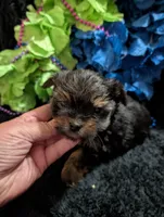 Jelly bean, a male Yorkipoo for sale in London, KY – 3 of 9