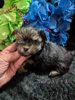 Jelly bean, a male Yorkipoo for sale in London, KY – 7 of 9