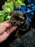 Jelly bean, a male Yorkipoo for sale in London, KY – 5 of 9