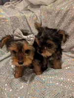 Yorkies, a female Yorkshire Terrier for sale in London, KY – Photo 9 of 10