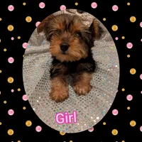 Yorkies, a female Yorkshire Terrier for sale in London, KY – Photo 6 of 10